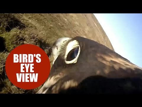 Study of Peregrine falcons finds they hunt like guided missiles