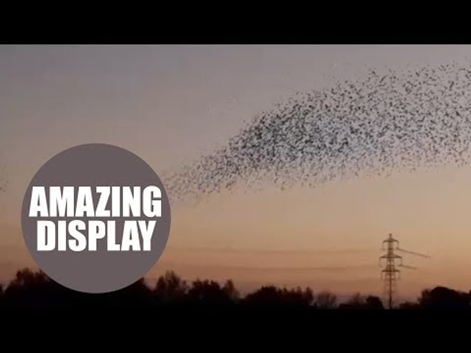 A mesmerising starling murmuration
