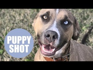 A lucky puppy which miraculously survived being SHOT is now looking for a new home