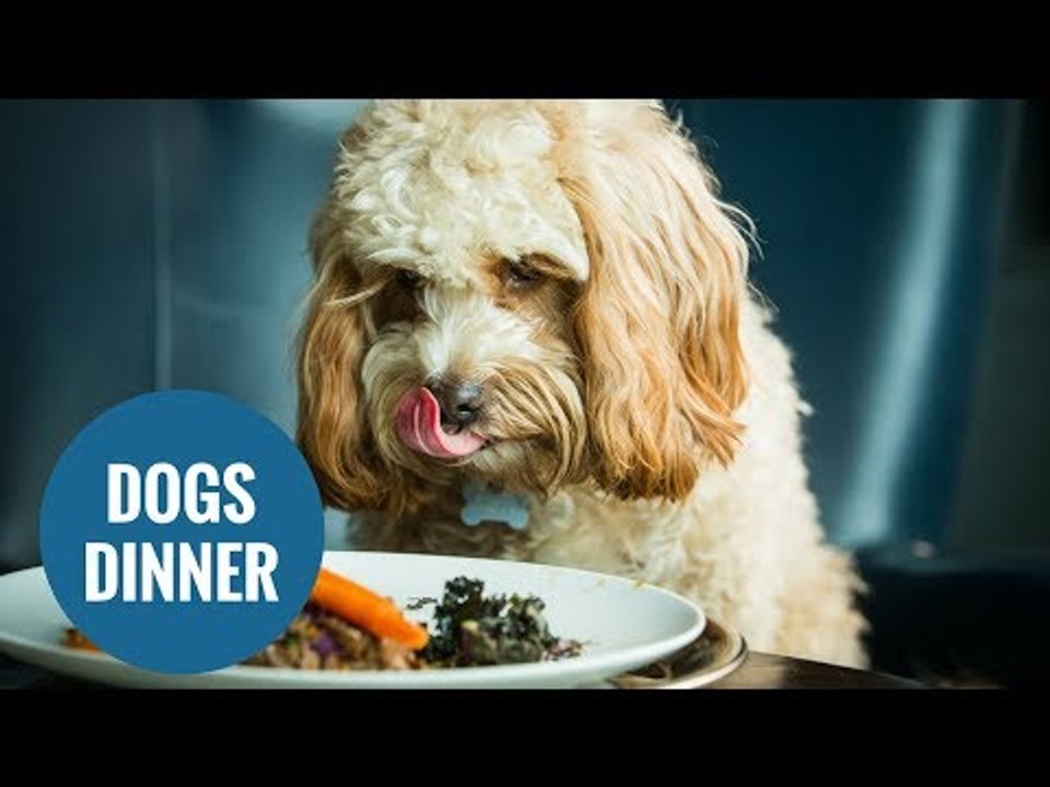 Chefs have created the ultimate gourmet dinner - for dogs