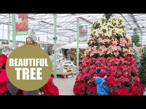 A glowing red Christmas tree made almost entirely of beautiful poinsettias