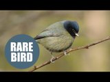 Remarkable photograph shows outstanding unique bird named as 'freak blue tit'