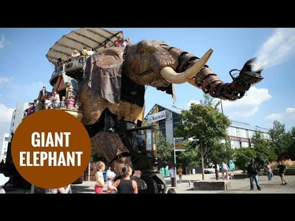 A theme park is advertising a bizarre job vacancy - for an ELEPHANT driver