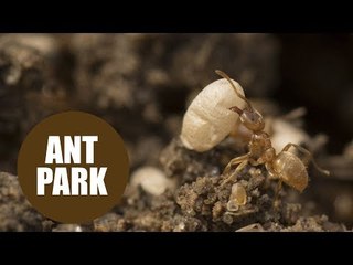 Billions of ants worked tirelessly for a century to completely change the shape of Richmond Park