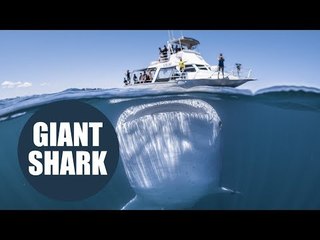 Giant whale shark is captured looming beneath a boat full of unsuspecting tourists