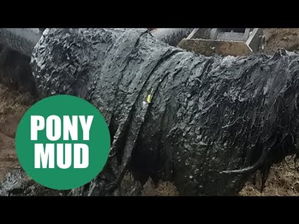A Shetland pony which went missing for four day...