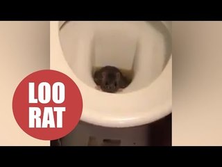 Barman found a live RAT emerging from one of the pub's toilets