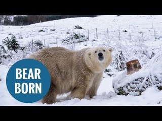 A polar bear has been born in the UK for the first time in 25 years