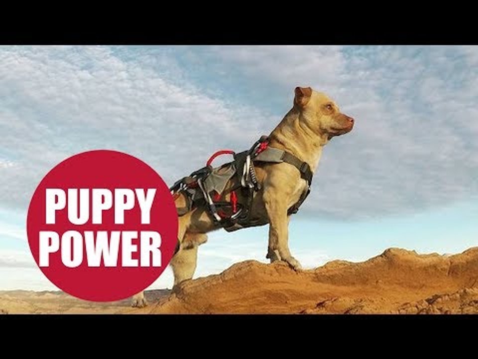 Nail-biting footage shows adrenaline junkie throwing himself off 400ft cliff with his daredevil dog