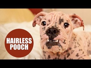 Tiny hairless bulldog found wandering the streets now has a home