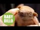 Baby armadillo born in UK zoo