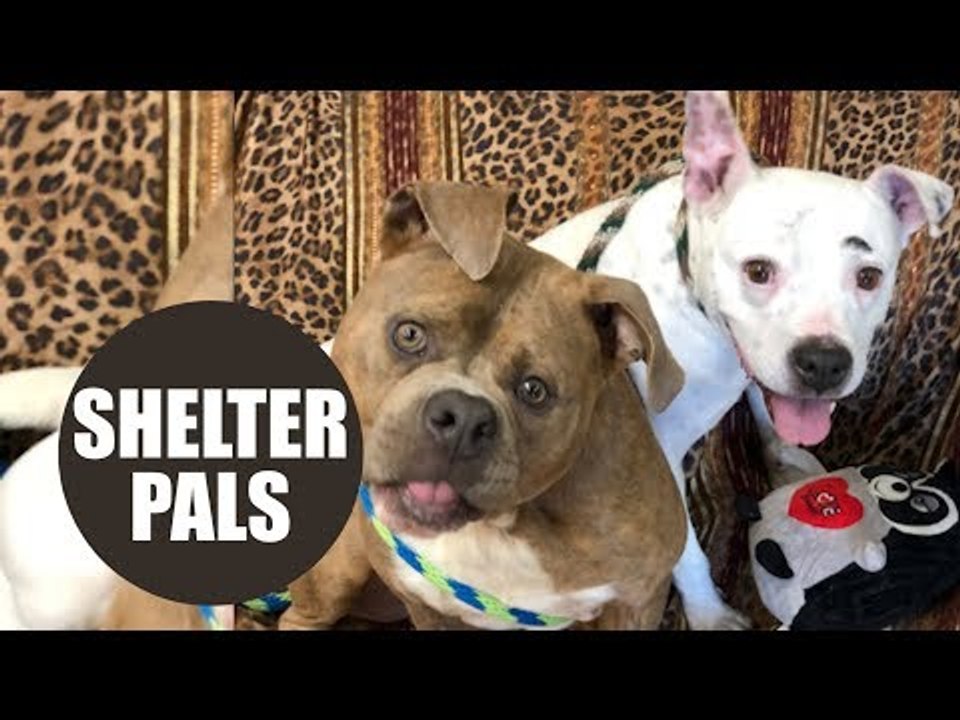 Sweet dog with permanently twisted neck finds three-legged soul mate in animal shelter