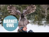 Enormous wild great grey owl sitting bolt upright on top of a woman's HEAD