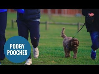 Dogs gain weight in the winter because owners don't like the cold