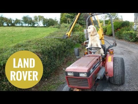 Dog shows off his farming skills - skillfully driving his master's tractor