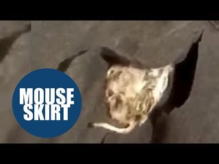 Mum discovers dead MOUSE sewn into daughter's ASDA school skirt