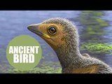 Tiny fossilised prehistoric chick has shed light on the evolution of birds