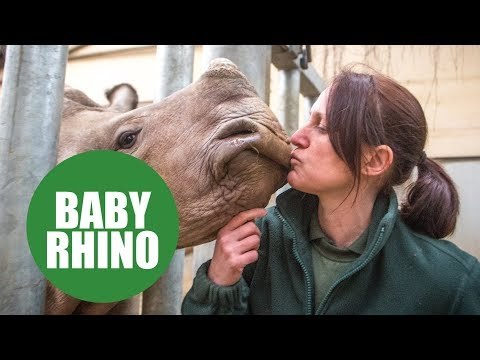 Animal keepers hand rearing a baby rhino