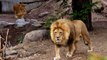 Almanya'da Alarm! 2 Aslan, 2 Kaplan ve 1 Jaguar Hayvanat Bahçesinden Kaçtı