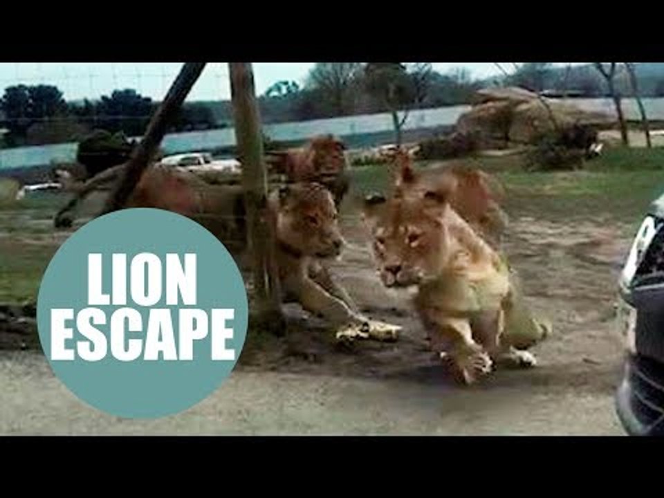 Terrifying moment charging lions damaged woman's car by jumping on roof at safari park