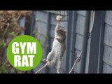 Moment acrobatic rat is caught raiding the bird feeder