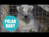 First polar bear cub born in Britain