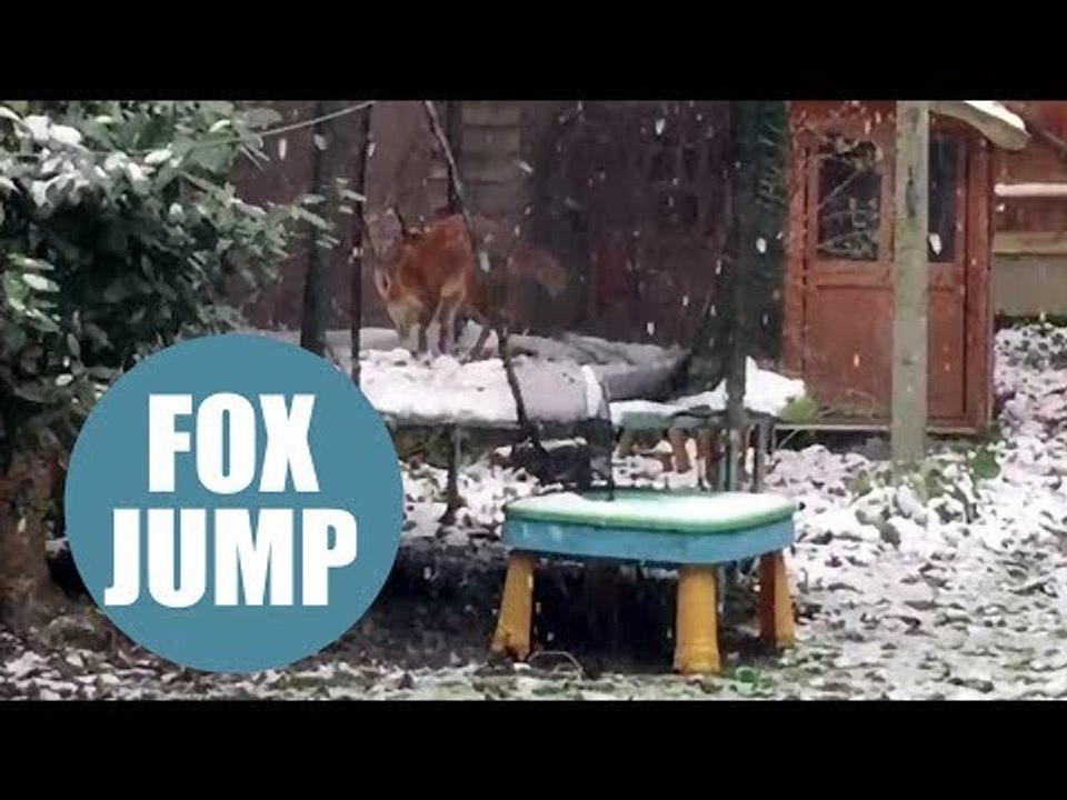 Cute fox caught bouncing on a snowcovered trampoline just like the