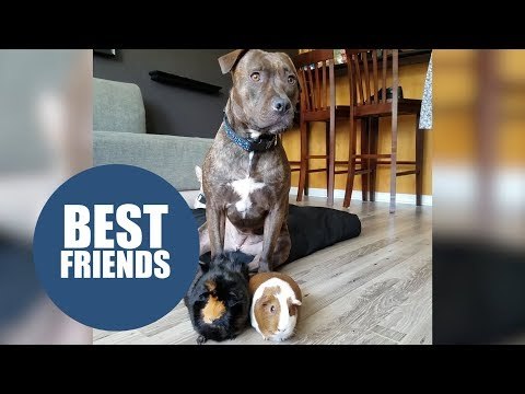 Pitbull rescued from the streets spends her nights cuddling her new guinea pig siblings