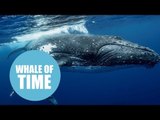 Humpback whales with young calf in Tongan waters