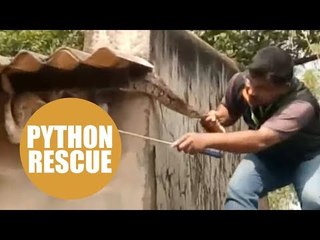 Moment man pulls hungry 11ft python out of the gutter on a building