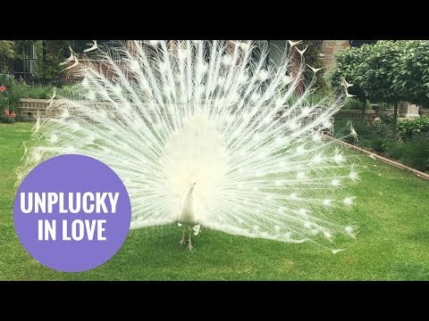 A lovelorn 'albino' peacock is terrifying villagers