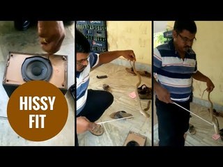 Chilling moment deadly cobra takes refuge in a home speaker