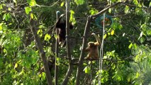 BBC World News_The Travel Show_ Exploited wild animals find refuge, Wildlife in Thailand 24May18