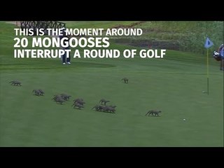 Moment Twenty Mongooses Interrupt European Tour Golf In South Africa