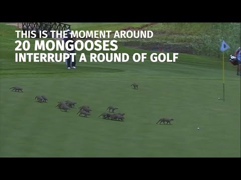 Moment Twenty Mongooses Interrupt European Tour Golf In South Africa