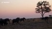 Elephant charges towards safari group in Botswana national park