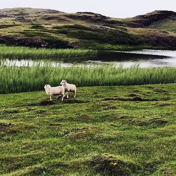 What a sheep view in fact parts of south Greenland really reminded me of the Faroe Islands - or at least in my imaginings since I've not been there before ;) @