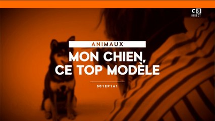 Mon chien, ce top modèle