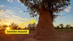 See How Termites Inspired a Building That Can Cool Itself | National Geographic