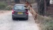 Angry Lion Attacks Safari Car In India