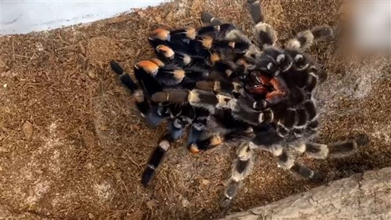 Krabbelige entwicklung: riesenspinne im zeitraffer