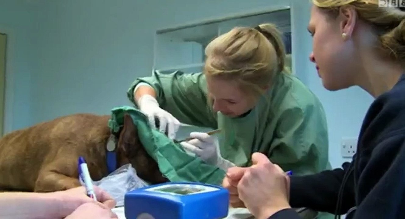 Young Vets S01  E07 Episode 7 - Part 03