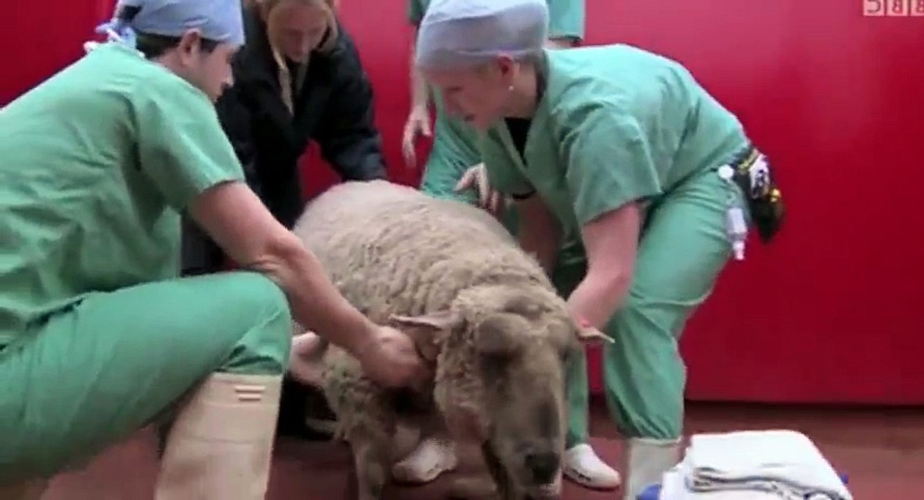 Young Vets S01  E07 Episode 7 - Part 02