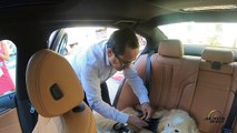 Consejos de seguridad para viajar con tu perro en el auto con la Dra. Marta Sánchez