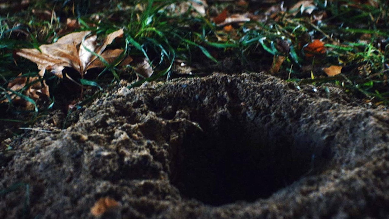 Horror Channel - Stung