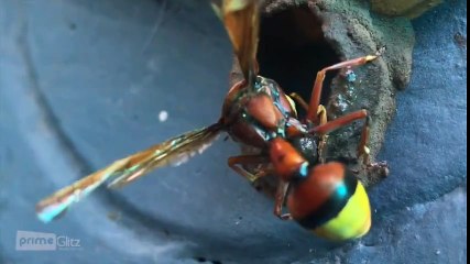 The Making Of A Wasp Nest