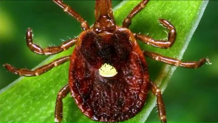 Teen Develops Allergy to Meat After Tick Bite