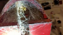 Des ouvriers nourrissent une araignée depuis plus d'un an... Araignée de compagnie