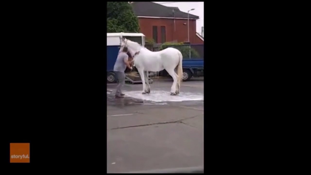 Il vient laver son cheval à la station de lavage auto