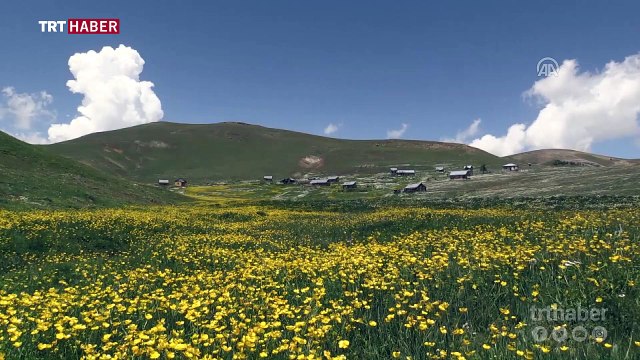 Yeşilin farklı tonlarıyla huzur veren Gümüşhane yaylaları